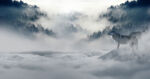 Expectations Can Blur Openings like this image of wolves hidden by fog on a mountain