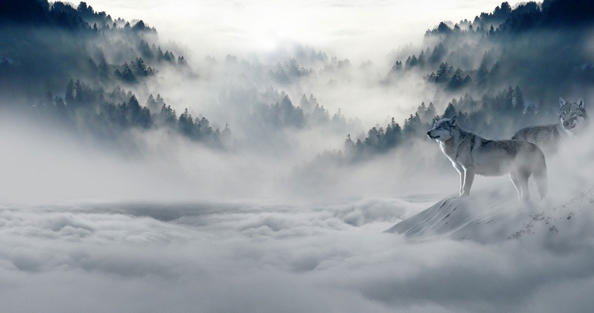 Expectations Can Blur Openings like this image of wolves hidden by fog on a mountain