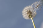 Grief for What Was -- dandelion blowing away in the wind