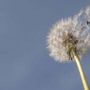 Grief for What Was -- dandelion blowing away in the wind