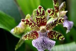 fascinating multicolor patterned flower