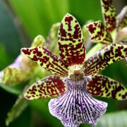 fascinating multicolor patterned flower