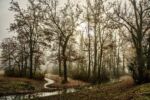 path in group of trees