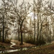 path in group of trees