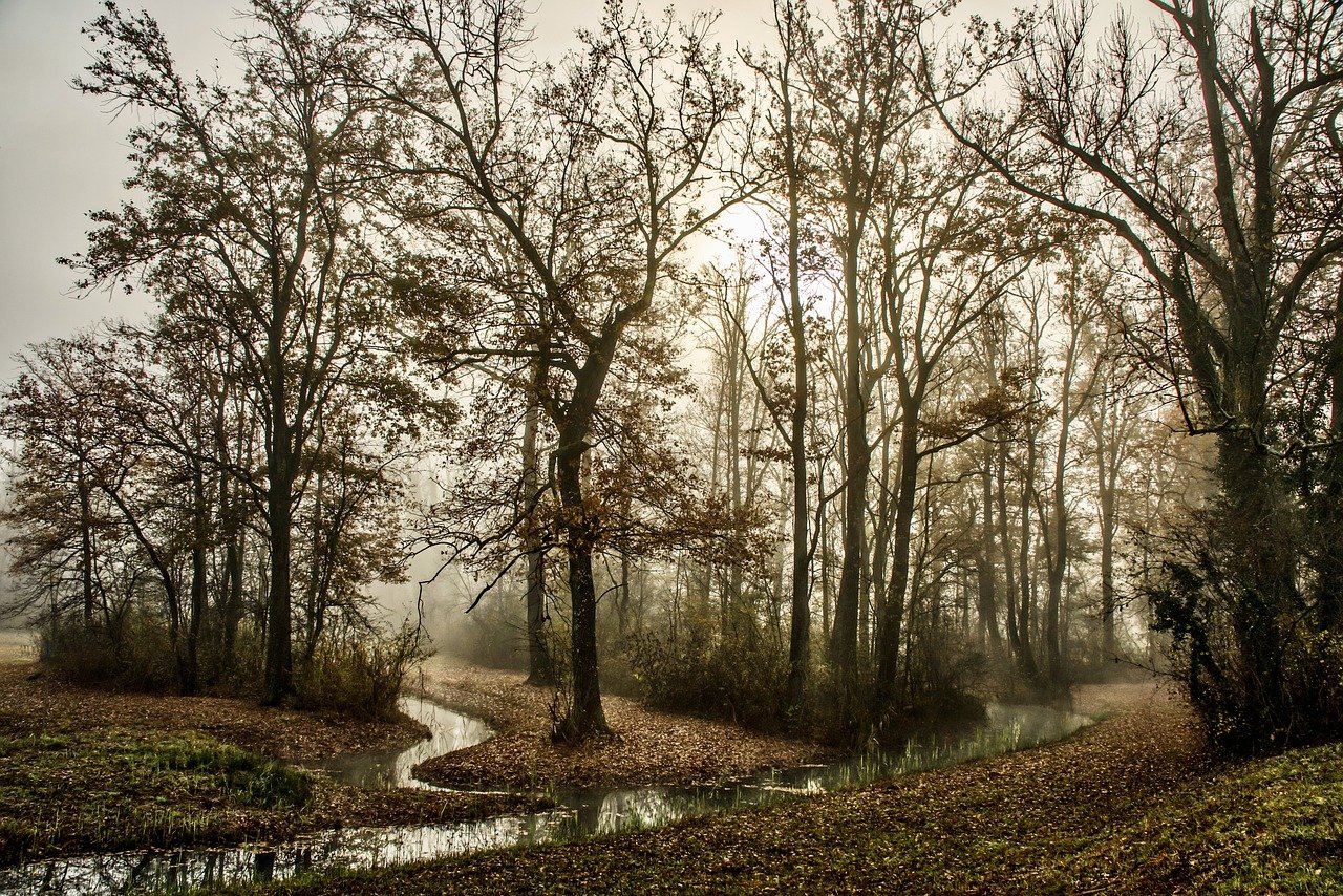 path in group of trees