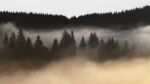 pine trees and hills enveloped in fog