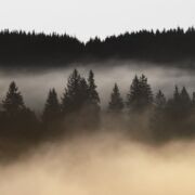 pine trees and hills enveloped in fog