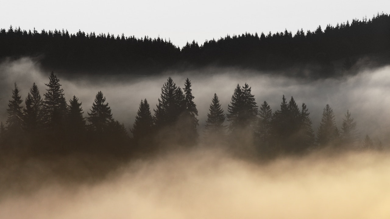 pine trees and hills enveloped in fog