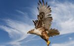 hawk with open wings in blue sky