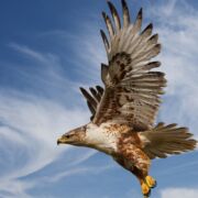 hawk with open wings in blue sky