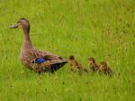 mother duck walking in green field with babies