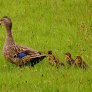 mother duck walking in green field with babies
