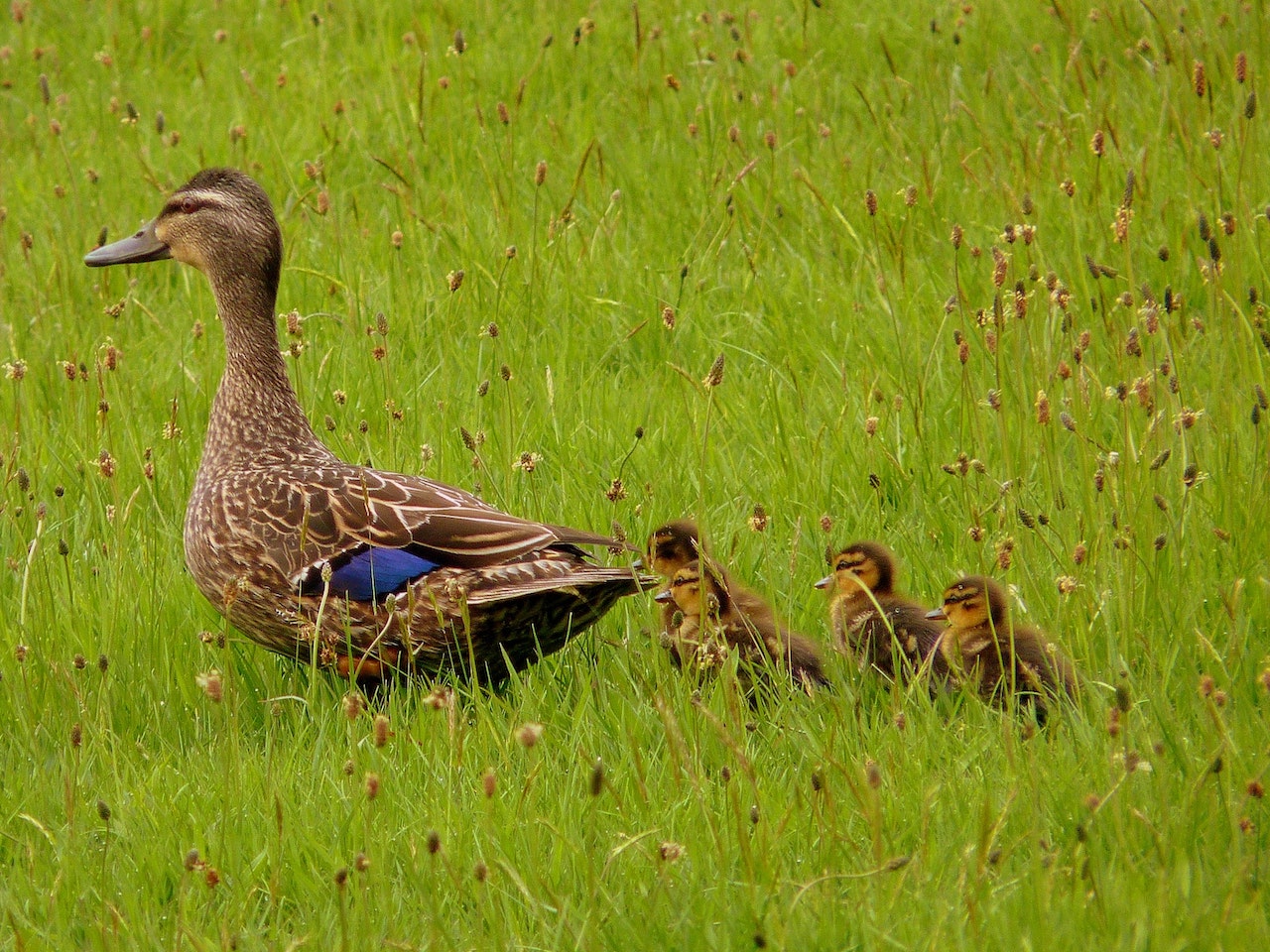 mother duck walking in green field with babies