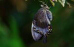 colorful butterfly and cocoon. Shimmering blue