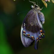 colorful butterfly and cocoon. Shimmering blue