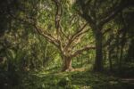 beautiful large tree in green forest with many branches and roots
