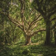 beautiful large tree in green forest with many branches and roots