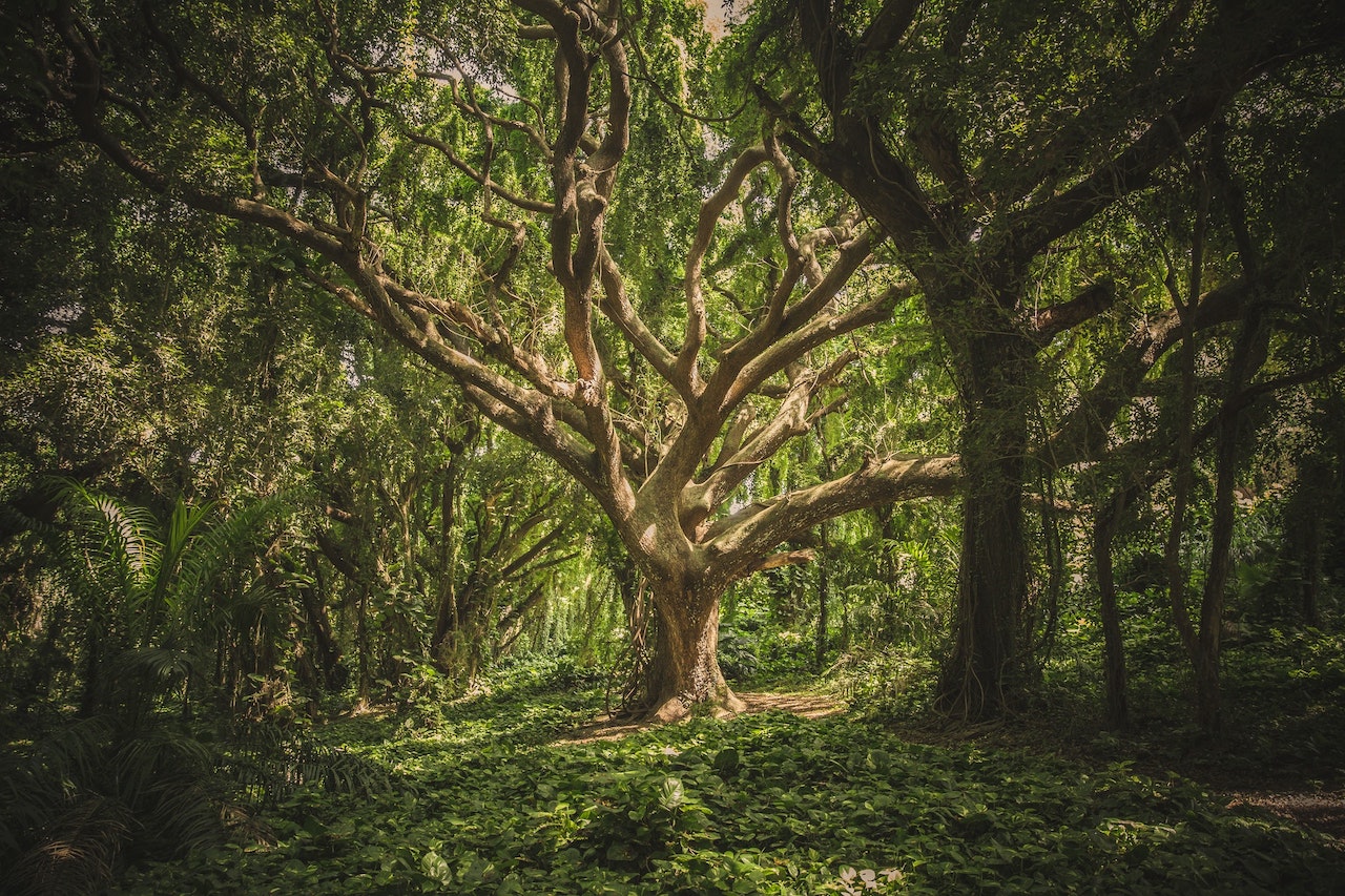 beautiful large tree in green forest with many branches and roots