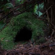 Entrance to a cave covered with moss in a thick, green forest