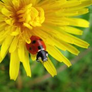 ladybug on yellow dandelion at edge of petal