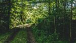 ptwisting path in forest where you cannot see far ahead