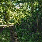 ptwisting path in forest where you cannot see far ahead