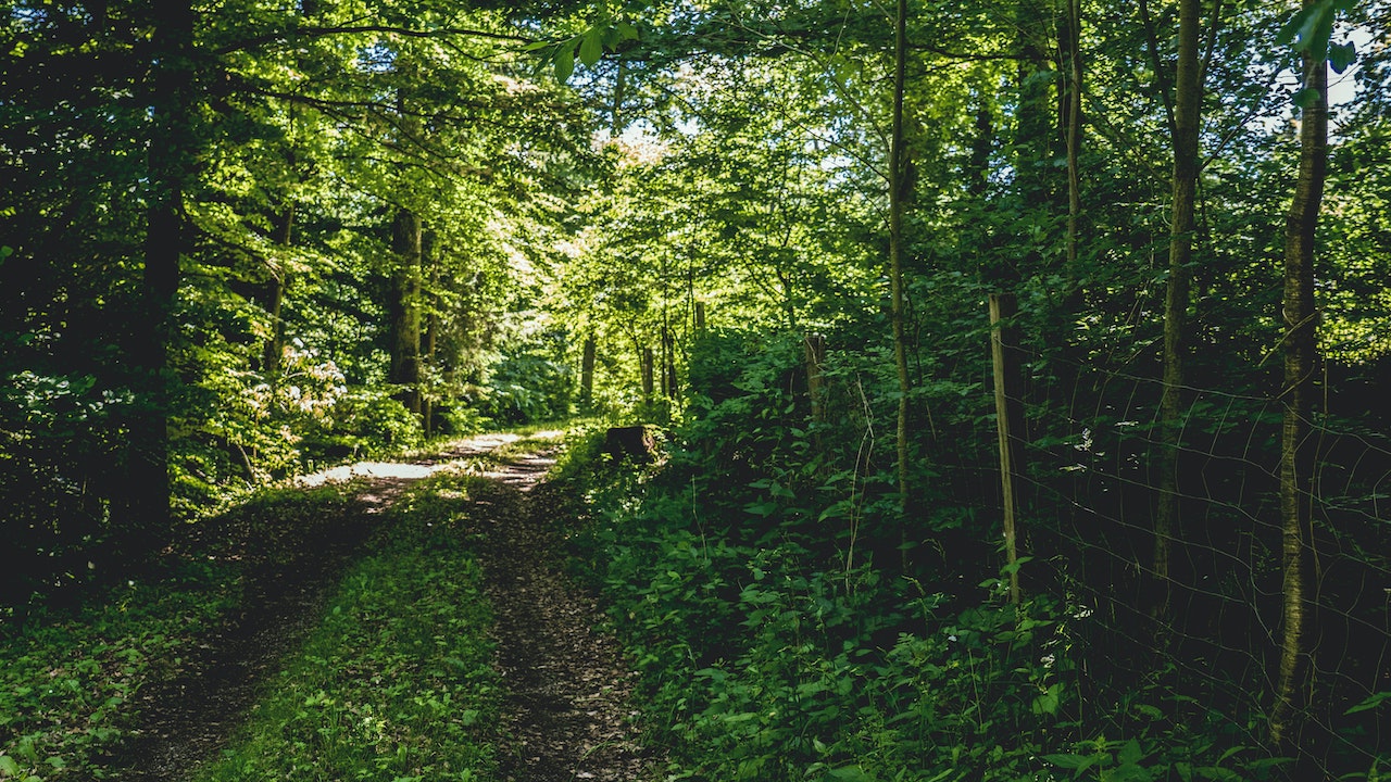 ptwisting path in forest where you cannot see far ahead