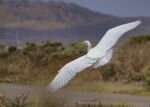 white heron bird taking flight in hilly area