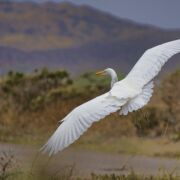 white heron bird taking flight in hilly area