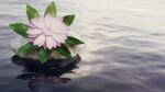 still lake water with rock and pink lotus flower