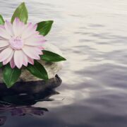 still lake water with rock and pink lotus flower