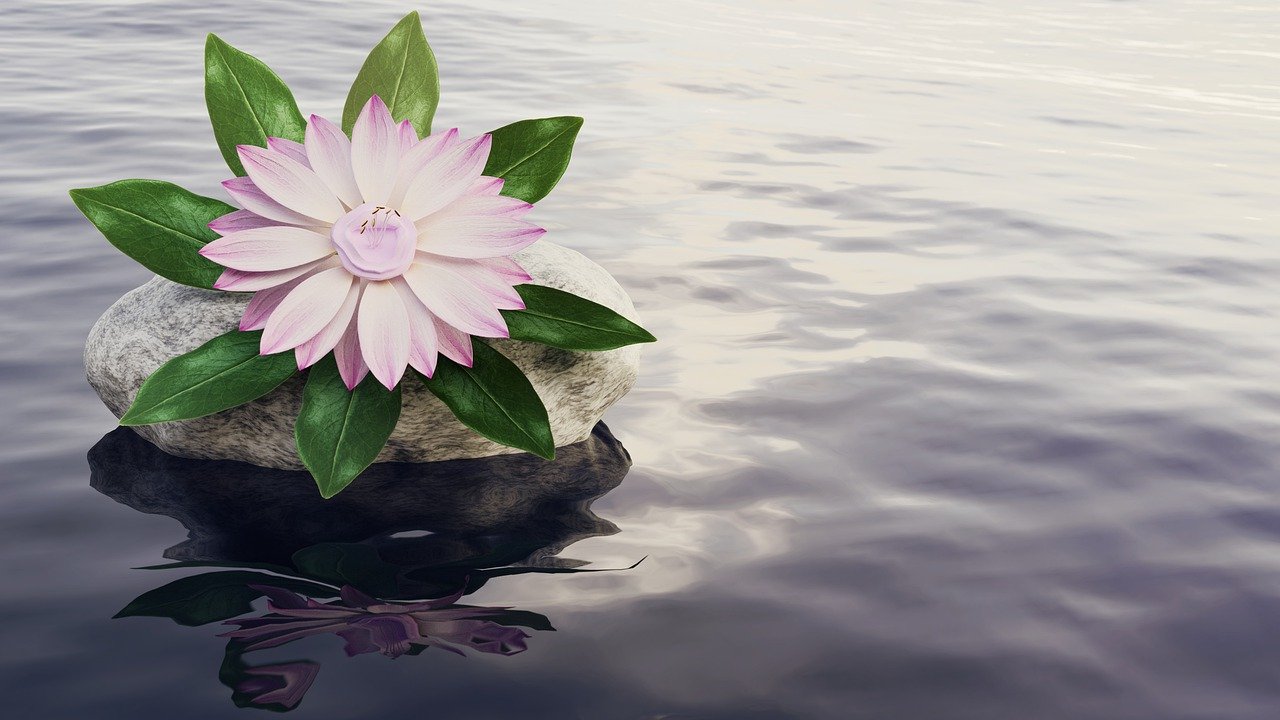 still lake water with rock and pink lotus flower