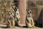 4 meerkats standing on a rock looking curiously in different directions