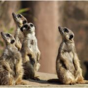 4 meerkats standing on a rock looking curiously in different directions