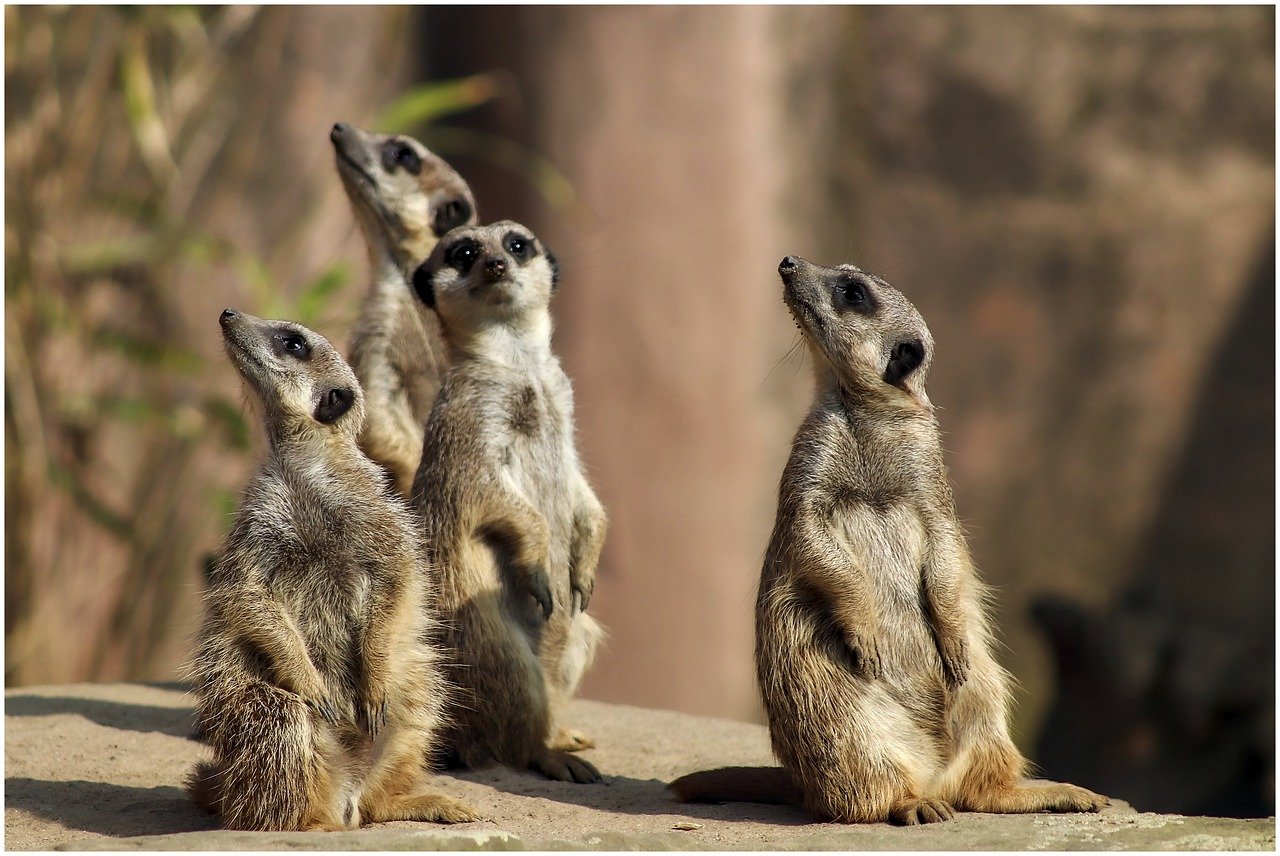 curiosityWorldInMyEyespixabay 4 meerkats standing on a rock looking curiously in different directions