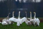 a group of swans in a circle looking like they are conversing