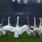 a group of swans in a circle looking like they are conversing