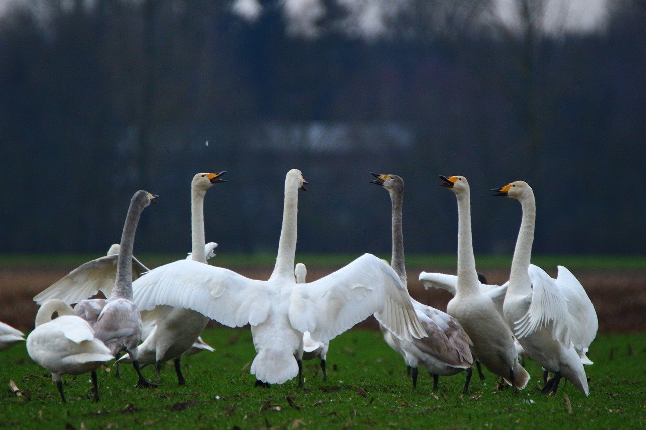 a group of swans in a circle looking like they are conversing