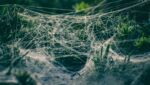 tangled spider web with dew near green plants in nature