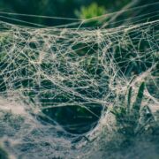 tangled spider web with dew near green plants in nature