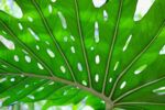 bright green leaf with light coming through holes in the leaf