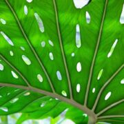 bright green leaf with light coming through holes in the leaf