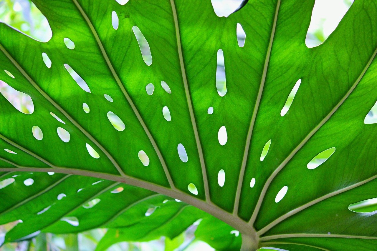 bright green leaf with light coming through holes in the leaf