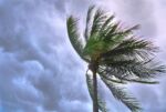 top of palm tree blowing in strong wind and gray clouds