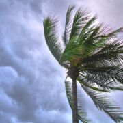 top of palm tree blowing in strong wind and gray clouds
