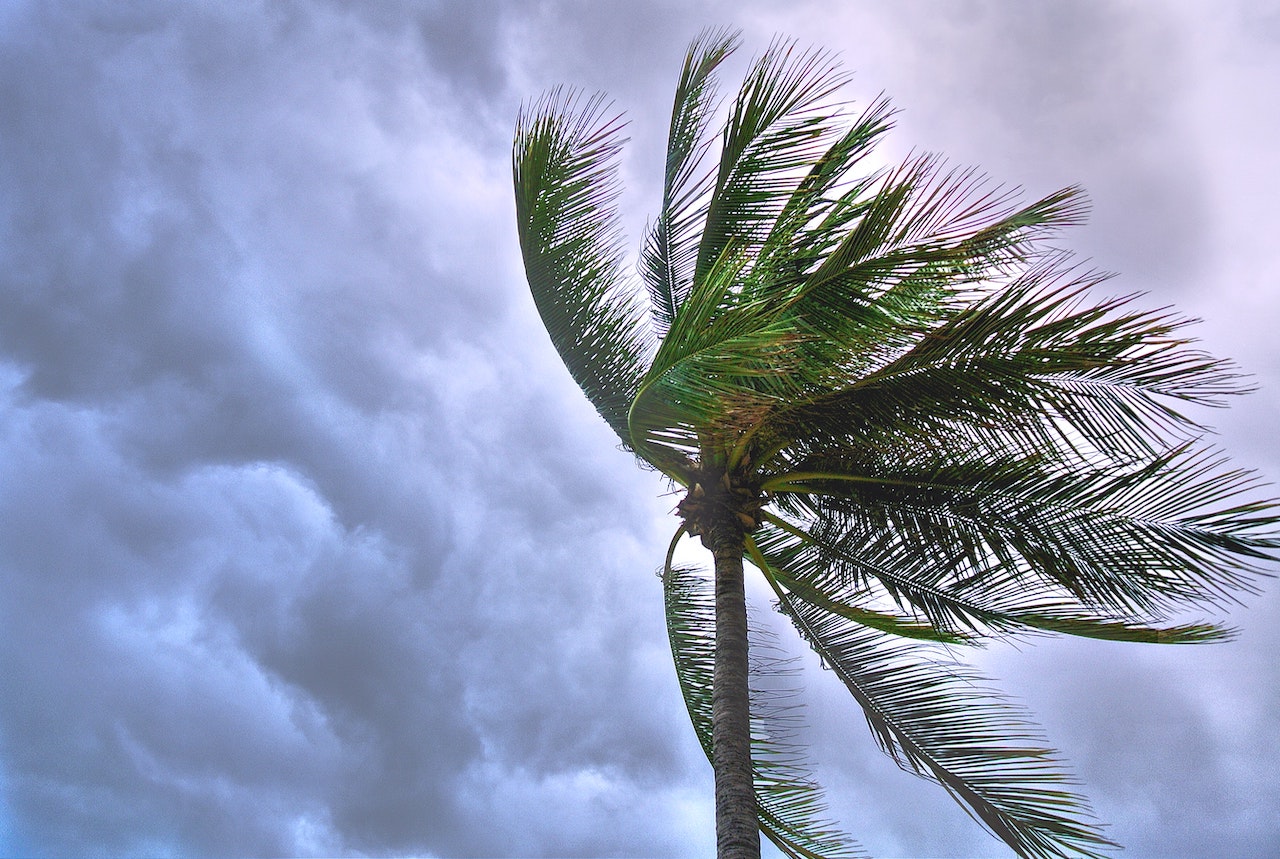 top of palm tree blowing in strong wind and gray clouds