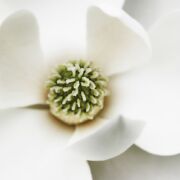 beautiful close-up of white flower opening