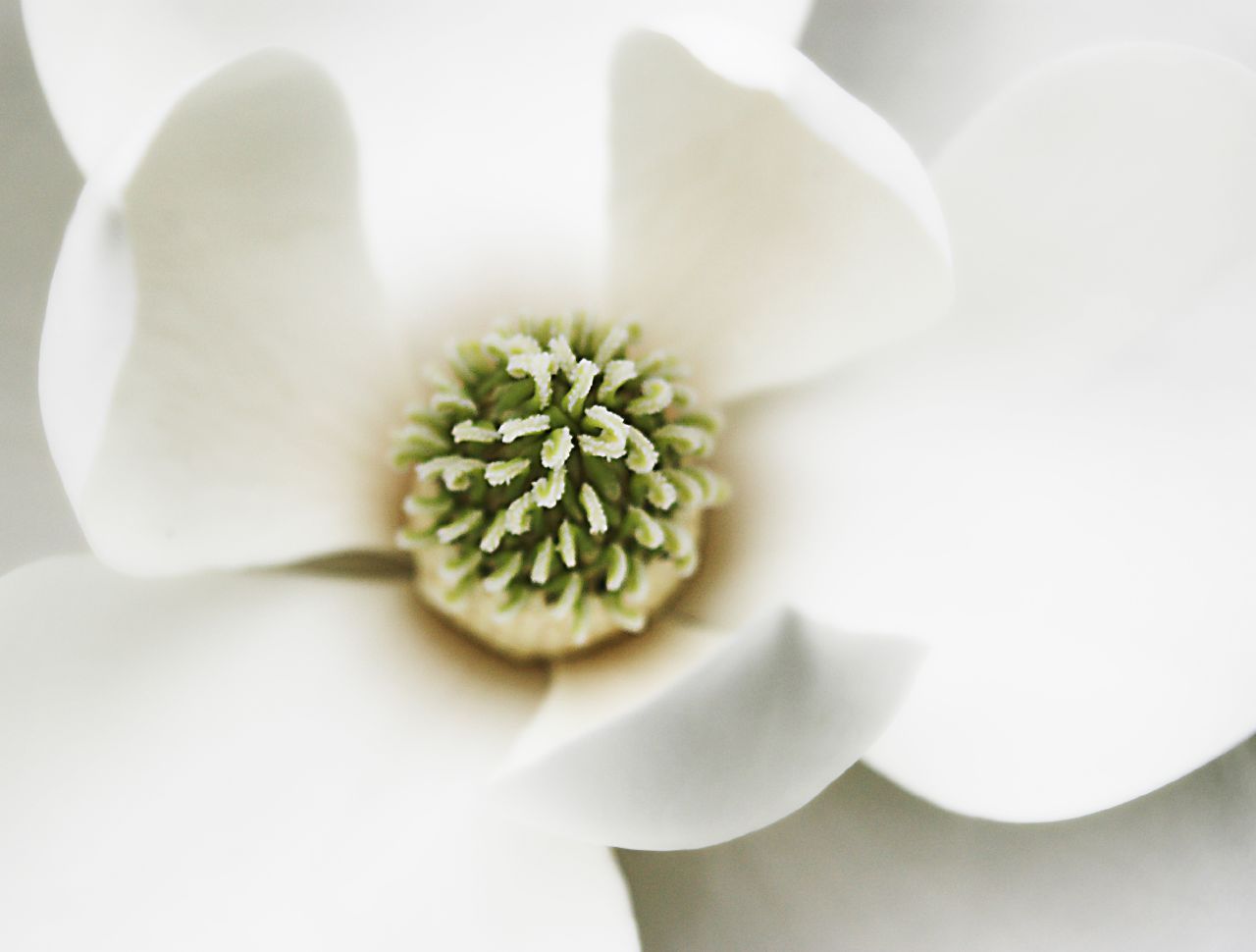 beautiful close-up of white flower opening