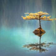 perfect reflection of tree with yellow leaves on rock in turquoise blue water