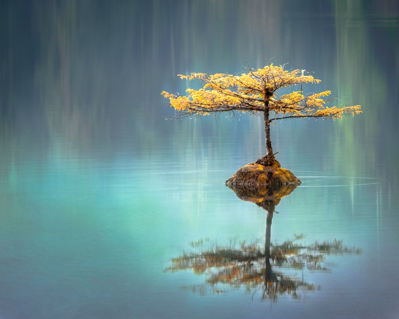 perfect reflection of tree with yellow leaves on rock in turquoise blue water